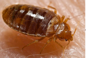 Bed bug control