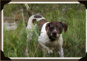 Texas Quail hunting